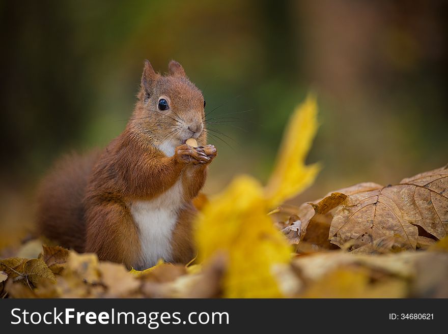 Squirrel eats nut in the autumn