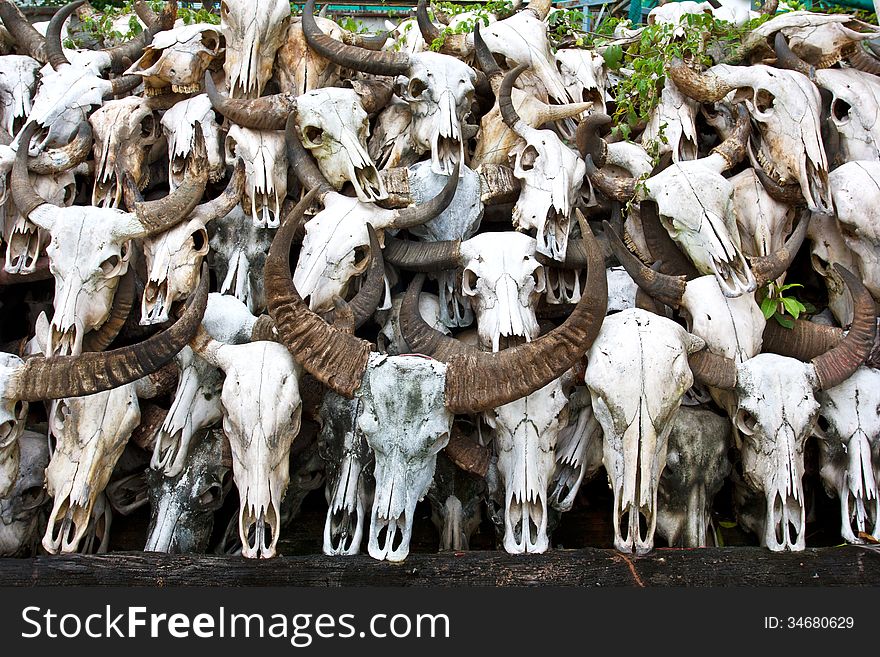 Buffalo skull in Temple of Thailand. Buffalo skull in Temple of Thailand