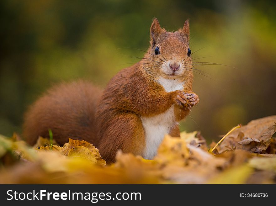 Squirrel eats nut in the autumn