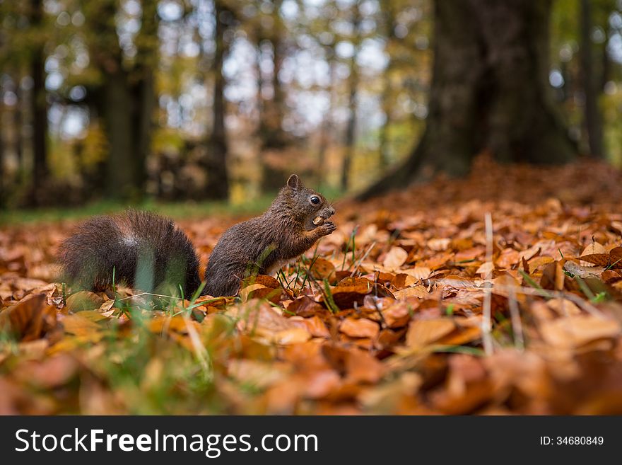 Squirrel eats nut in the autumn