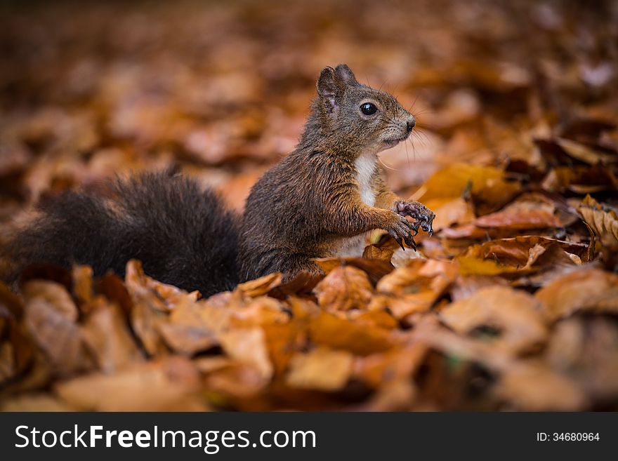 Squirrel eats nut in the autumn