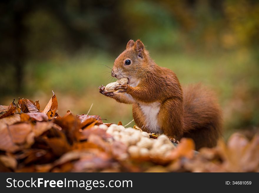 Squirrel eats nut in the autumn