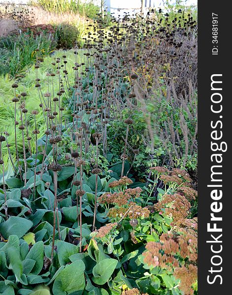 Vegetation during autumn in a garden in Antwerp.