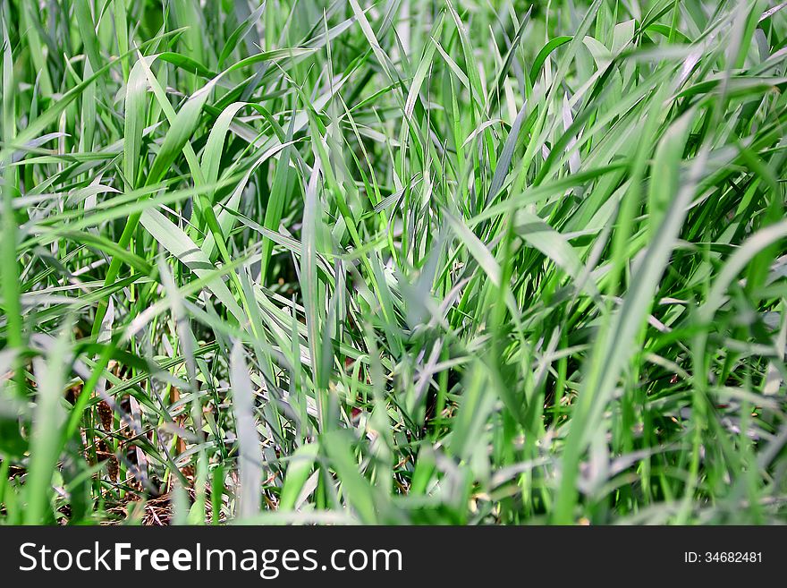 Summer picture of green saturate grass texture. Summer picture of green saturate grass texture