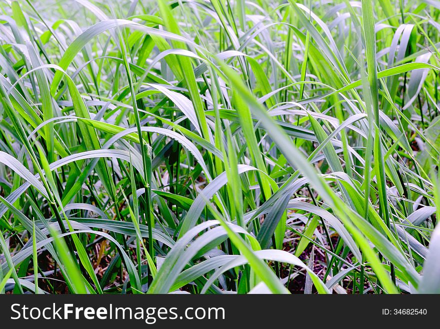 Summer picture of green saturate grass texture. Summer picture of green saturate grass texture