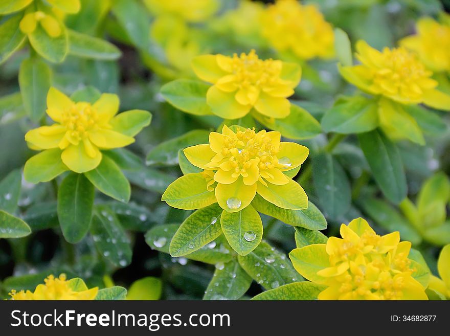 Yellow flower in summer