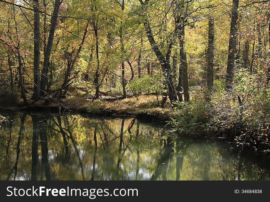 Yellow fall leaves on reflection