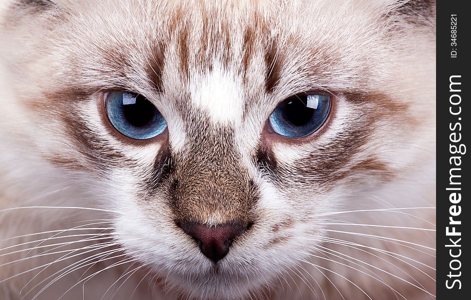 Young blue-eyed cat close up