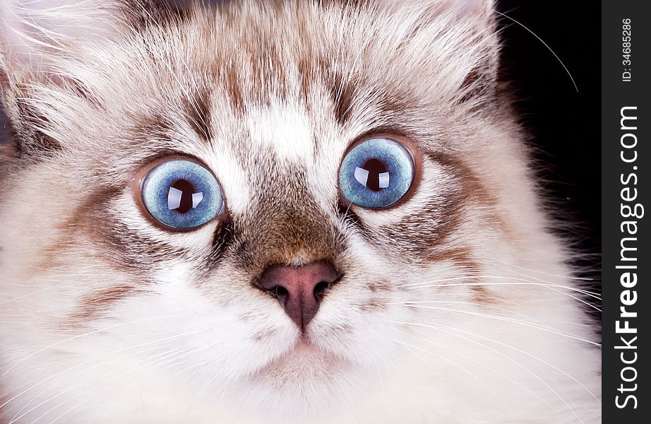 Frightened young blue-eyed cat close up. Frightened young blue-eyed cat close up