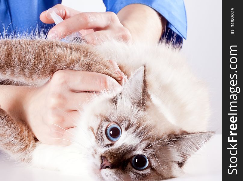 Frightened young blue-eyed furry cat veterinarian makes an injection. Frightened young blue-eyed furry cat veterinarian makes an injection