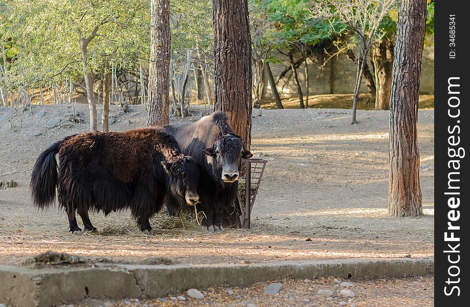 Two bison at the zoo looking at the camera