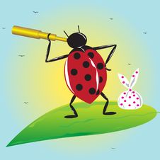 Ladybird . Stock Photos
