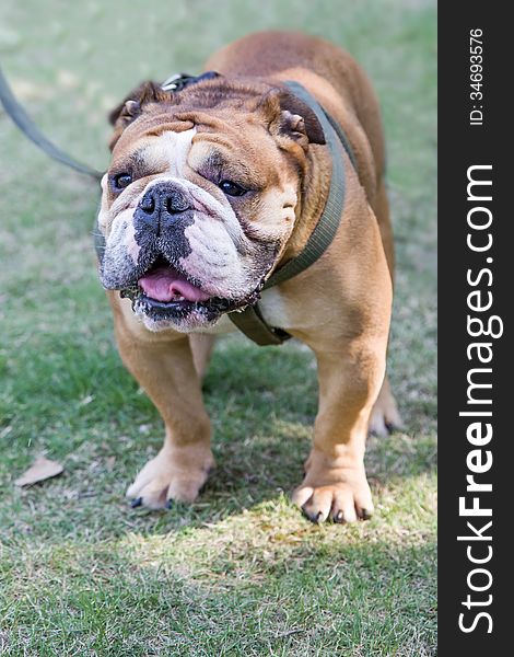 A brown French Bulldog on grass