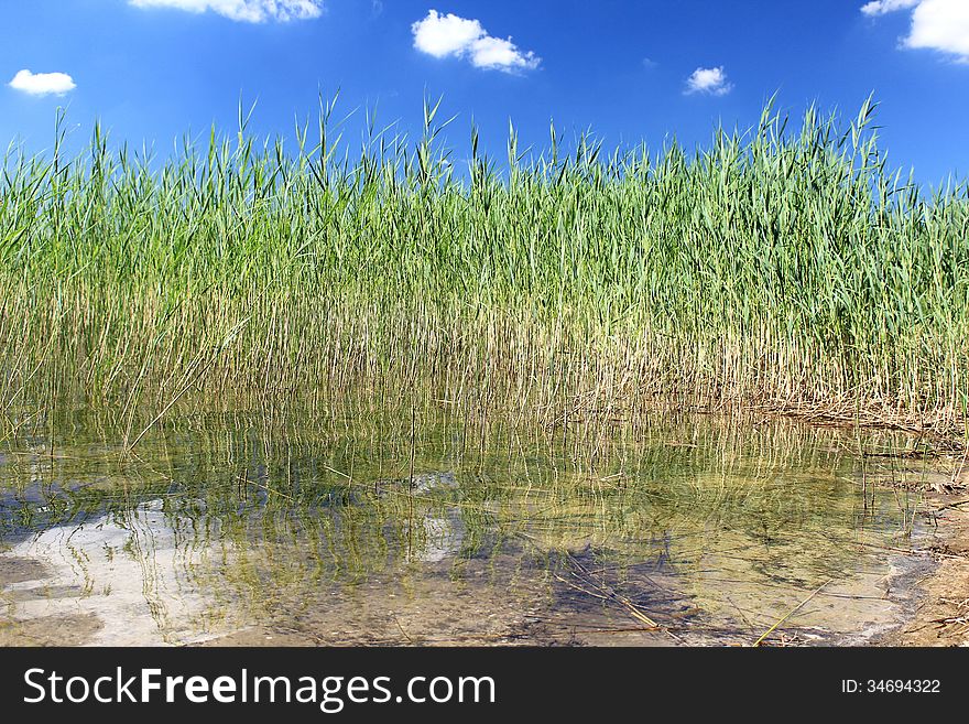 Reflected Reeds