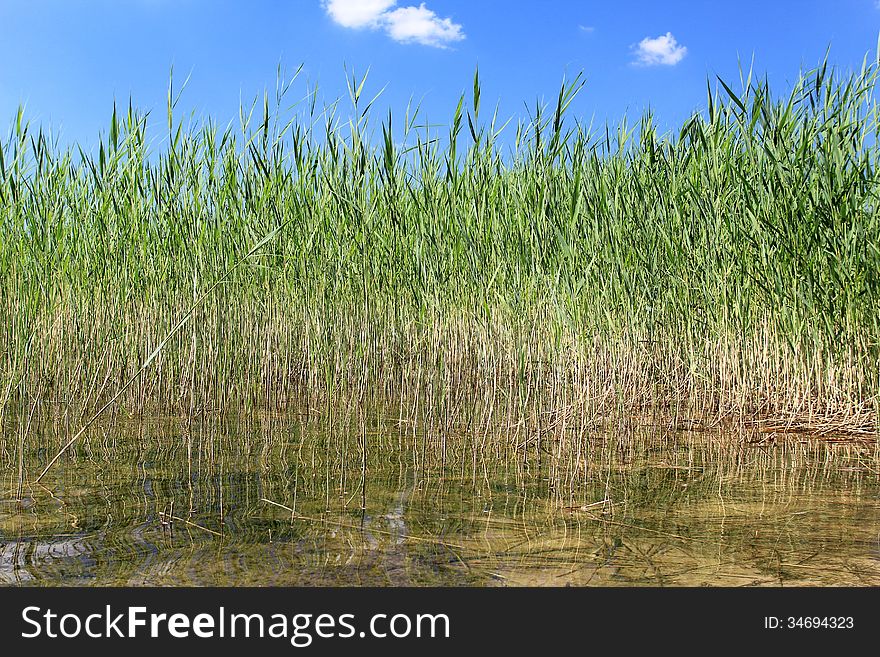 Reed is reflected in the clear water of the lake. Reed is reflected in the clear water of the lake