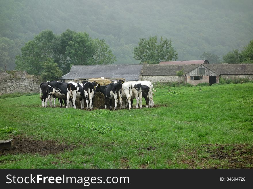 A large group of Friesian cattle feeding in the mist of the early morning on a farm in Wales.