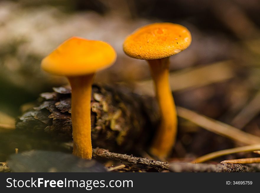 Yellow Nordic Mushrooms