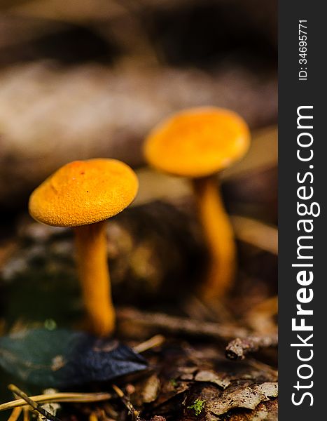 Yellow Mushrooms In Swedish Forest
