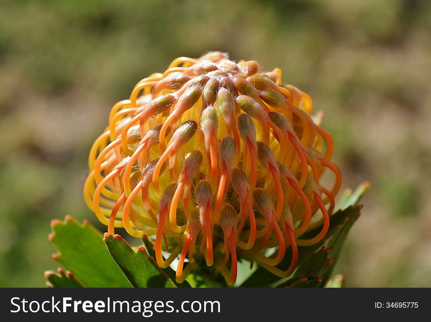 Close up of orange pincushion protea blossom