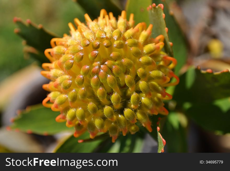 Close up of orange pincushion protea blossom