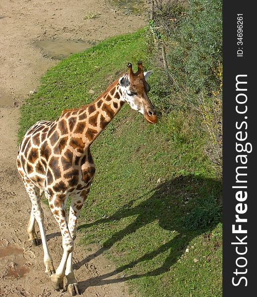 Giraffe in the Prague Zoo