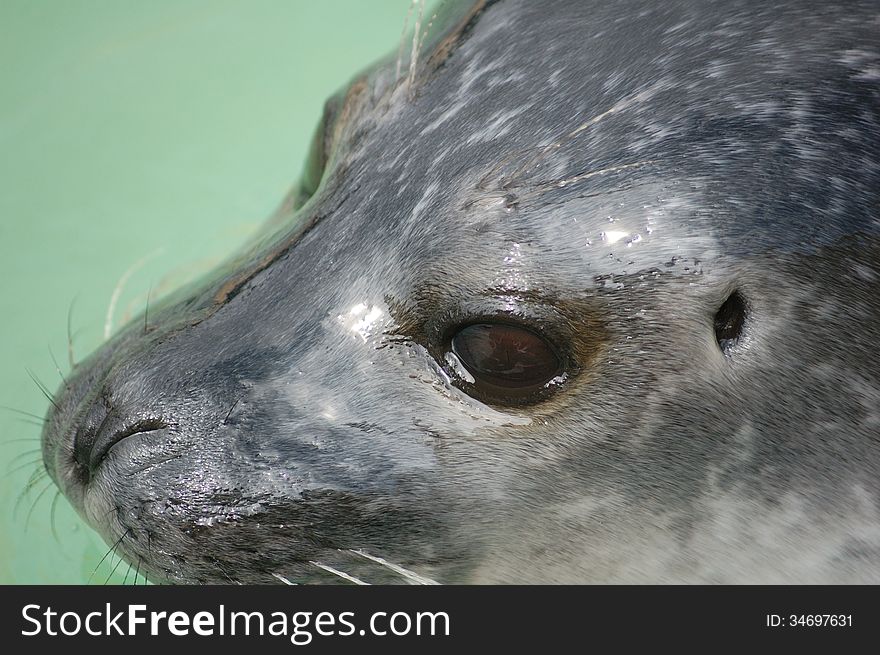 Close up of head of seal in water. Close up of head of seal in water