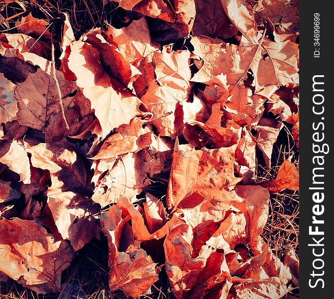 Autumn leaves texture on the ground