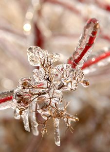 Icy Branches Stock Photo Icy Branches Stock Photo