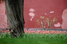 Tulips, Old Tree And Wall Royalty Free Stock Image Tulips, Old Tree And Wall Royalty Free Stock Image