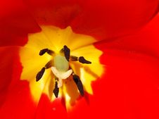 Tulip-0005 Stock Photo