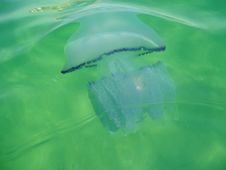 Jellyfish Royalty Free Stock Image Jellyfish Royalty Free Stock Image