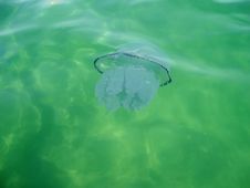 Jellyfish Stock Image Jellyfish Stock Image