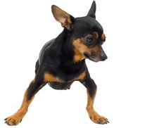 Isolated Funny Dog Stock Photos Isolated Funny Dog Stock Photos