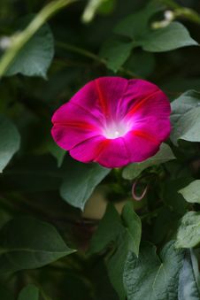 Morning Glory (4) Royalty Free Stock Photo Morning Glory (4) Royalty Free Stock Photo