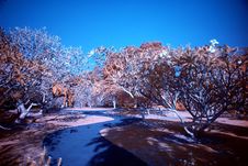 Infrared Photo – Tree And Path Stock Image Infrared Photo – Tree And Path Stock Image