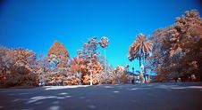 Infrared Photo – Tree And Park Stock Photography Infrared Photo – Tree And Park Stock Photography