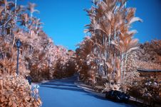 Infrared Photo – Tree And Road Royalty Free Stock Photos Infrared Photo – Tree And Road Royalty Free Stock Photos