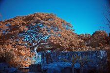 Infrared Photo – Tree And Park Royalty Free Stock Images Infrared Photo – Tree And Park Royalty Free Stock Images