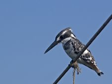 Pied Kingfisher Royalty Free Stock Photo Pied Kingfisher Royalty Free Stock Photo