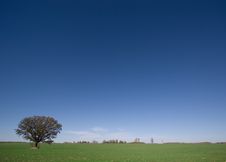 Lone Tree In Field Stock Image