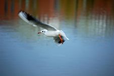 Sea Gull Royalty Free Stock Photo