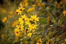 Yellow Flowers Stock Images Yellow Flowers Stock Images