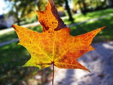 Bright Fall Leaf Stock Photos Bright Fall Leaf Stock Photos
