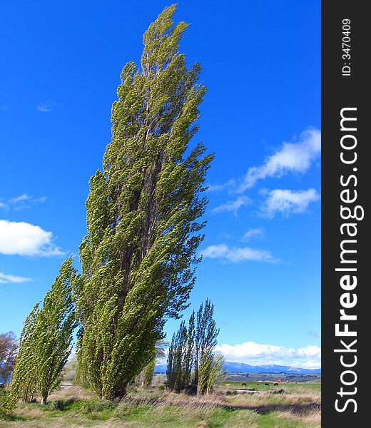 Tree In The Farm Of New Zealand