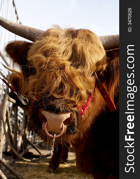 A Scottish Highland Cow in exhibition. A Scottish Highland Cow in exhibition