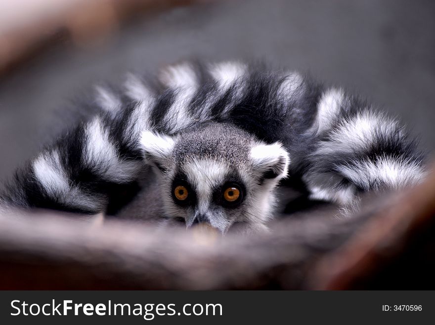 A little ring-tailed Lemur lying on the tree. A little ring-tailed Lemur lying on the tree