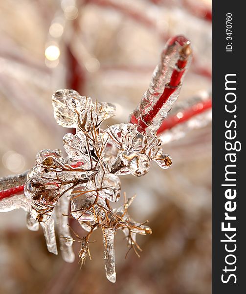 Photo of branches covered in ice after an ice storm. Photo of branches covered in ice after an ice storm.