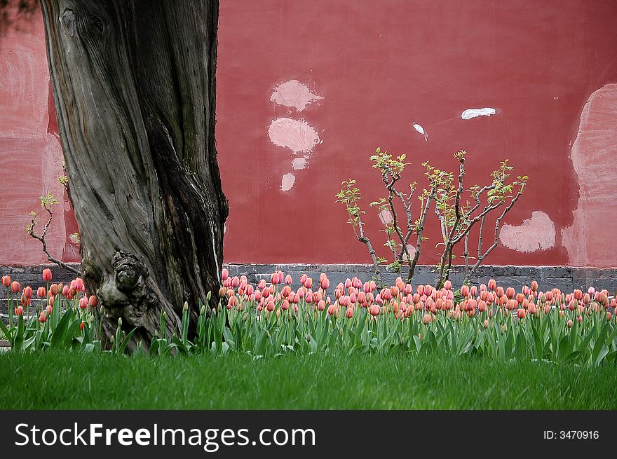 Tulips, old tree and wall