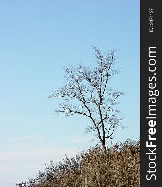 Lonely naked autumn tree standing on the hill