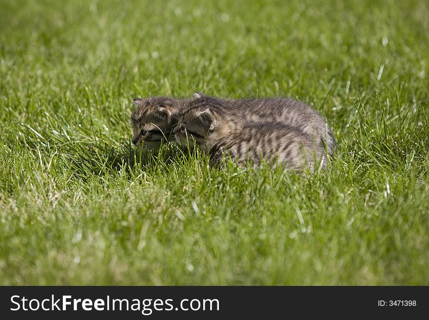 Small young cat portrait on green grass. Small young cat portrait on green grass